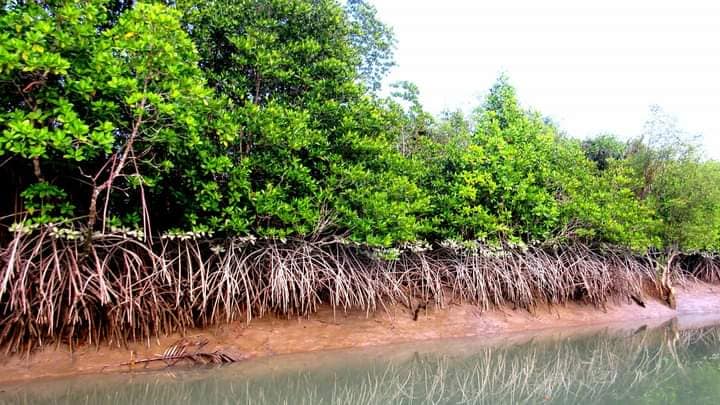 সুন্দরবন