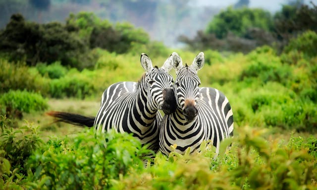 africa